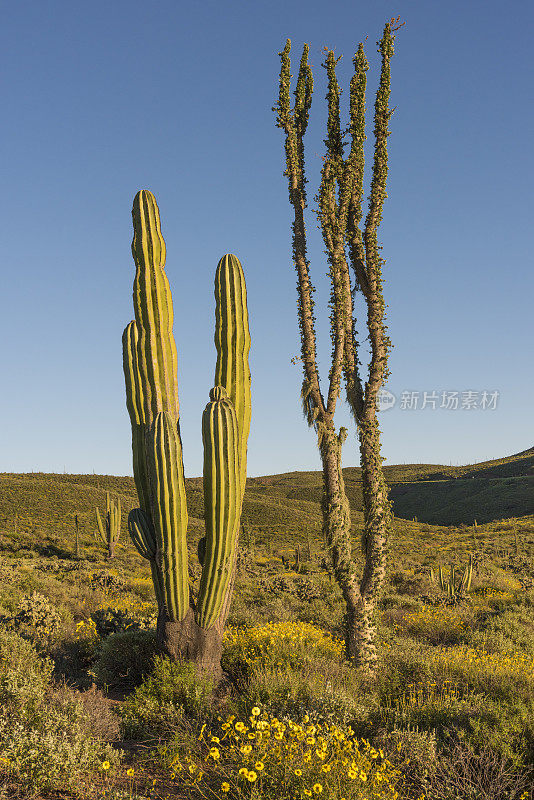 下加利福尼亚州春天的傍晚，Cardón Cacti和Boojum